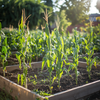100Seeds Organic Sweet Corn Seeds – Non-GMO Heirloom Variety for Home Gardening | Easy to Grow | Perfect for Backyard or Garden Beds