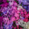 Creeping Phlox Flower 200 Seeds – Mixed Colors Ground Cover | Perennial Phlox Subulata for Rock Gardens, Borders & Slopes