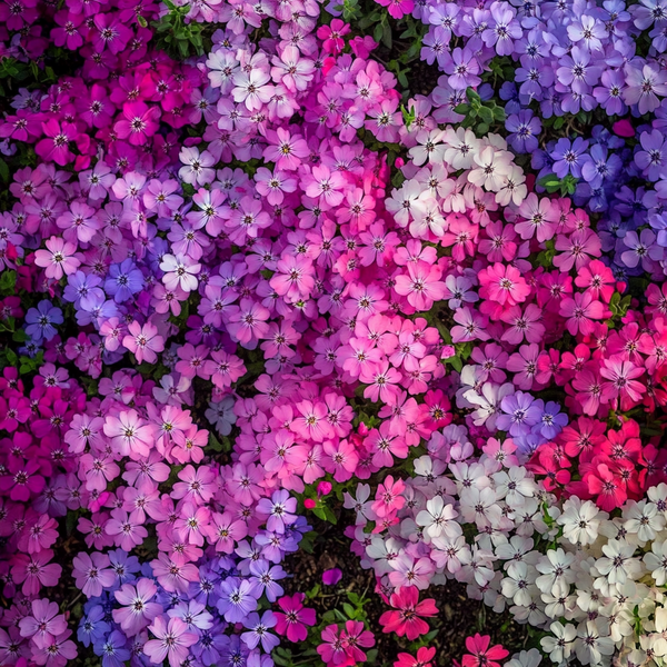 Creeping Phlox Flower 200 Seeds – Mixed Colors Ground Cover | Perennial Phlox Subulata for Rock Gardens, Borders & Slopes