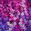 Creeping Phlox Flower 200 Seeds – Mixed Colors Ground Cover | Perennial Phlox Subulata for Rock Gardens, Borders & Slopes