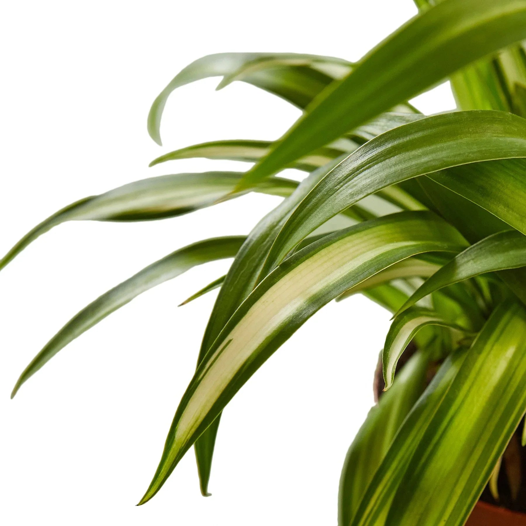 Hawaiian Spider Plant