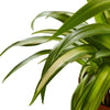 Hawaiian Spider Plant