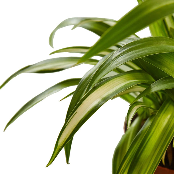 Hawaiian Spider Plant