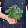 Rana Verde Peperomia