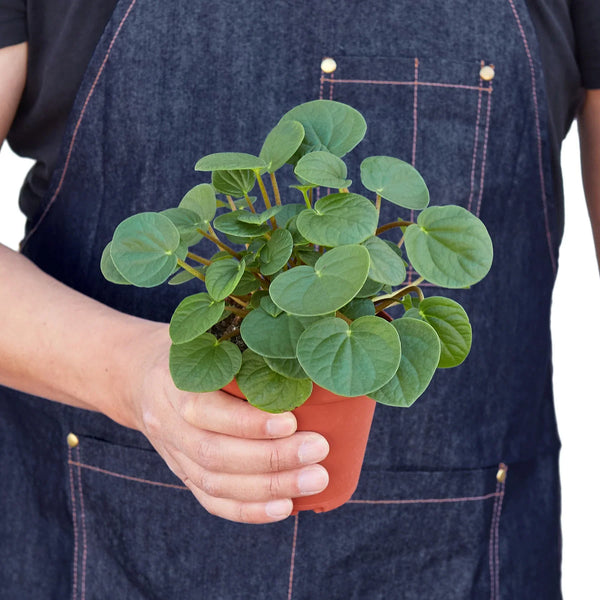 Rana Verde Peperomia
