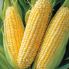 100Seeds Organic Sweet Corn Seeds – Non-GMO Heirloom Variety for Home Gardening | Easy to Grow | Perfect for Backyard or Garden Beds