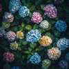 Hydrangea Flower Seeds Mix – Colorful Garden Blooms, Easy to Grow, Perennial Beauty for Backyard, Patio, or Balcony