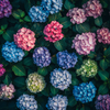 Hydrangea Flower Seeds Mix – Colorful Garden Blooms, Easy to Grow, Perennial Beauty for Backyard, Patio, or Balcony