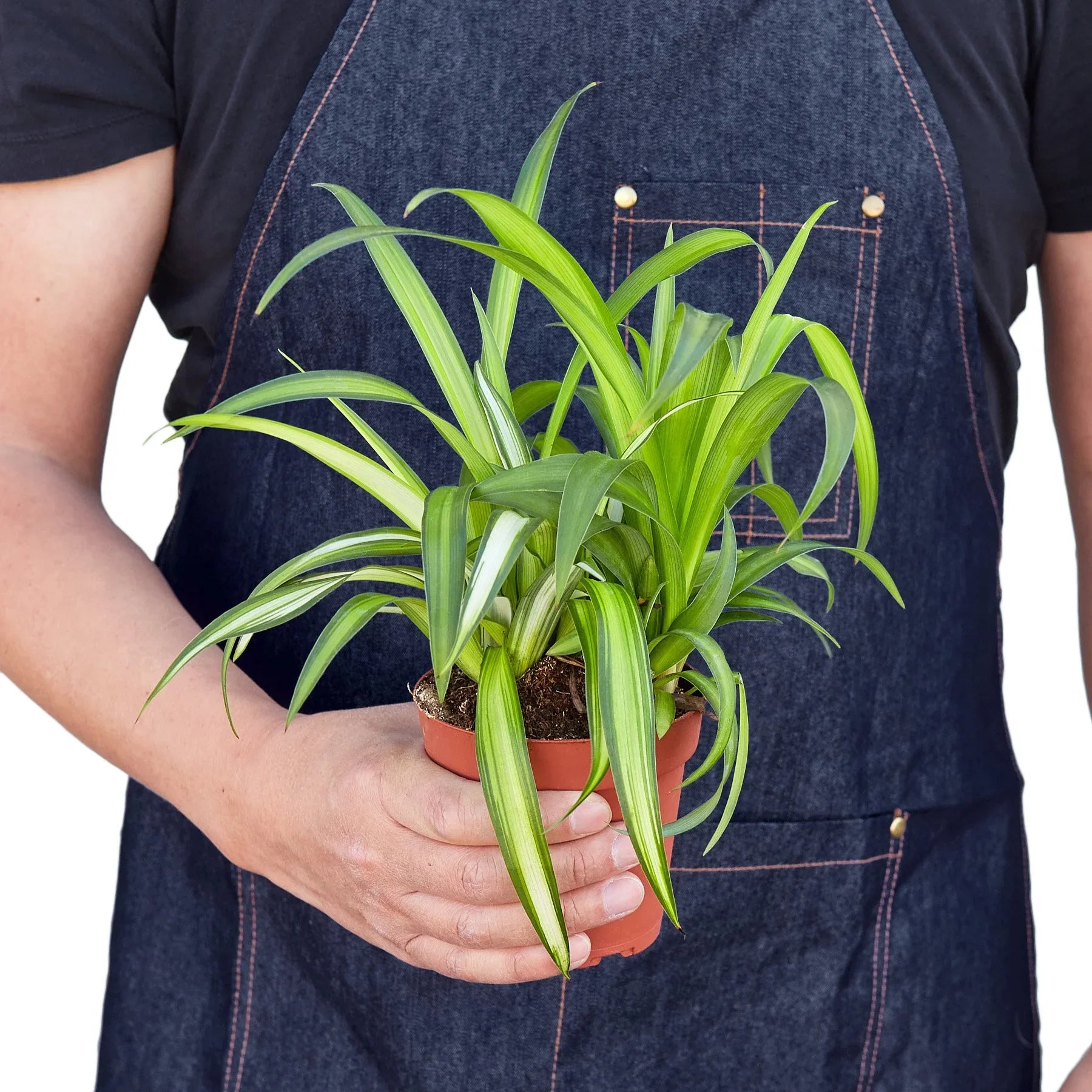 Hawaiian Spider Plant