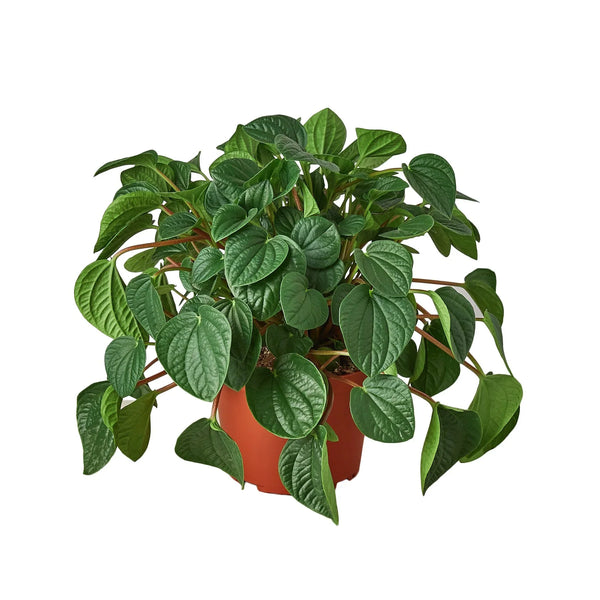 Rana Verde Peperomia