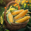 100Seeds Organic Sweet Corn Seeds – Non-GMO Heirloom Variety for Home Gardening | Easy to Grow | Perfect for Backyard or Garden Beds