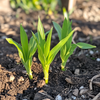 100Seeds Organic Sweet Corn Seeds – Non-GMO Heirloom Variety for Home Gardening | Easy to Grow | Perfect for Backyard or Garden Beds