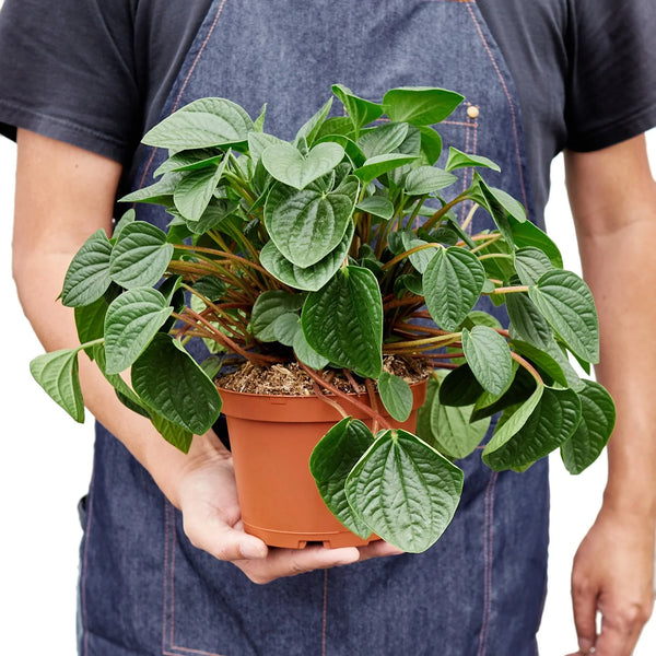 Rana Verde Peperomia