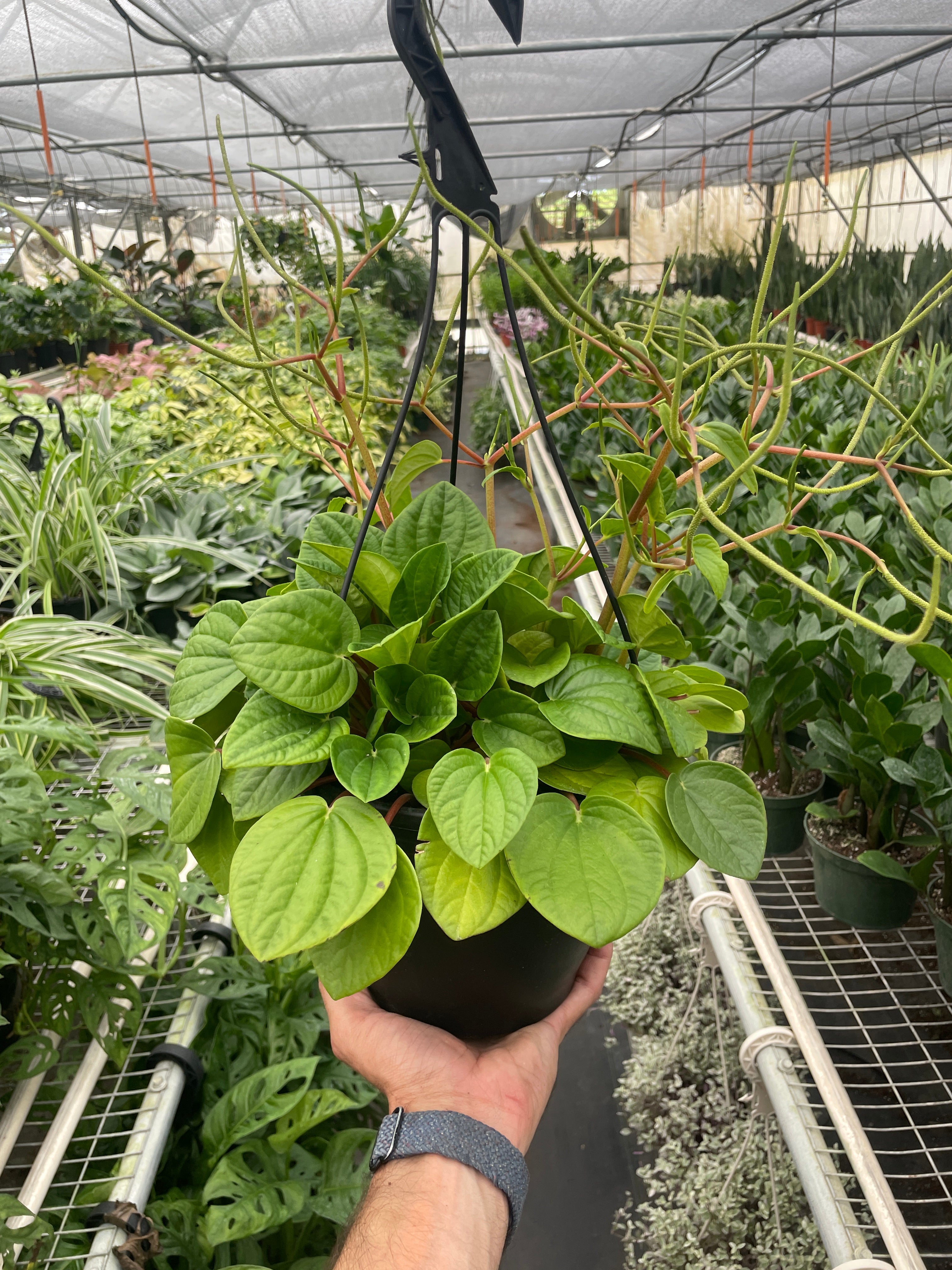 Rana Verde Peperomia