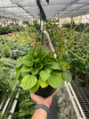 Rana Verde Peperomia