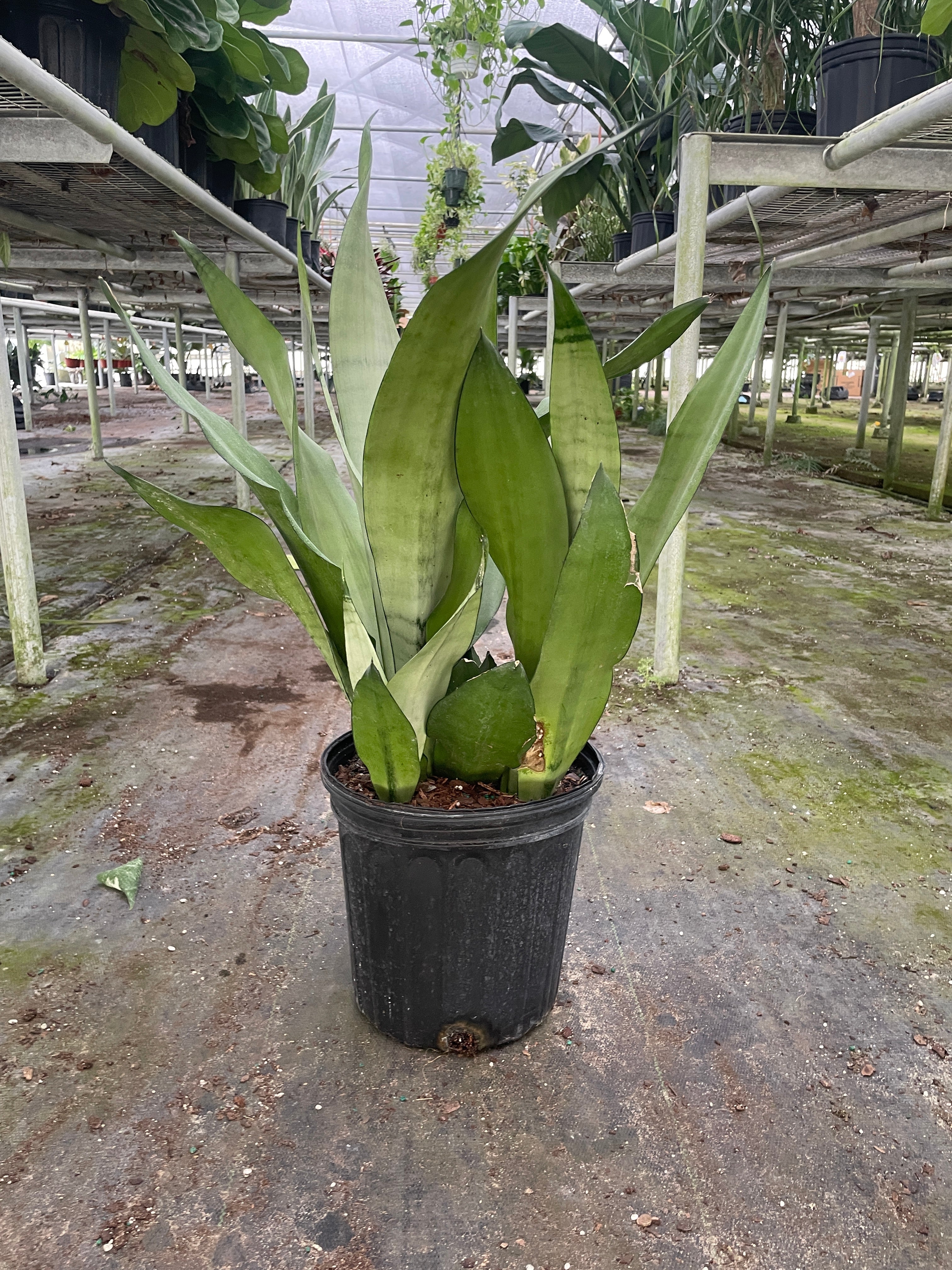 Moonshine Snake Plant