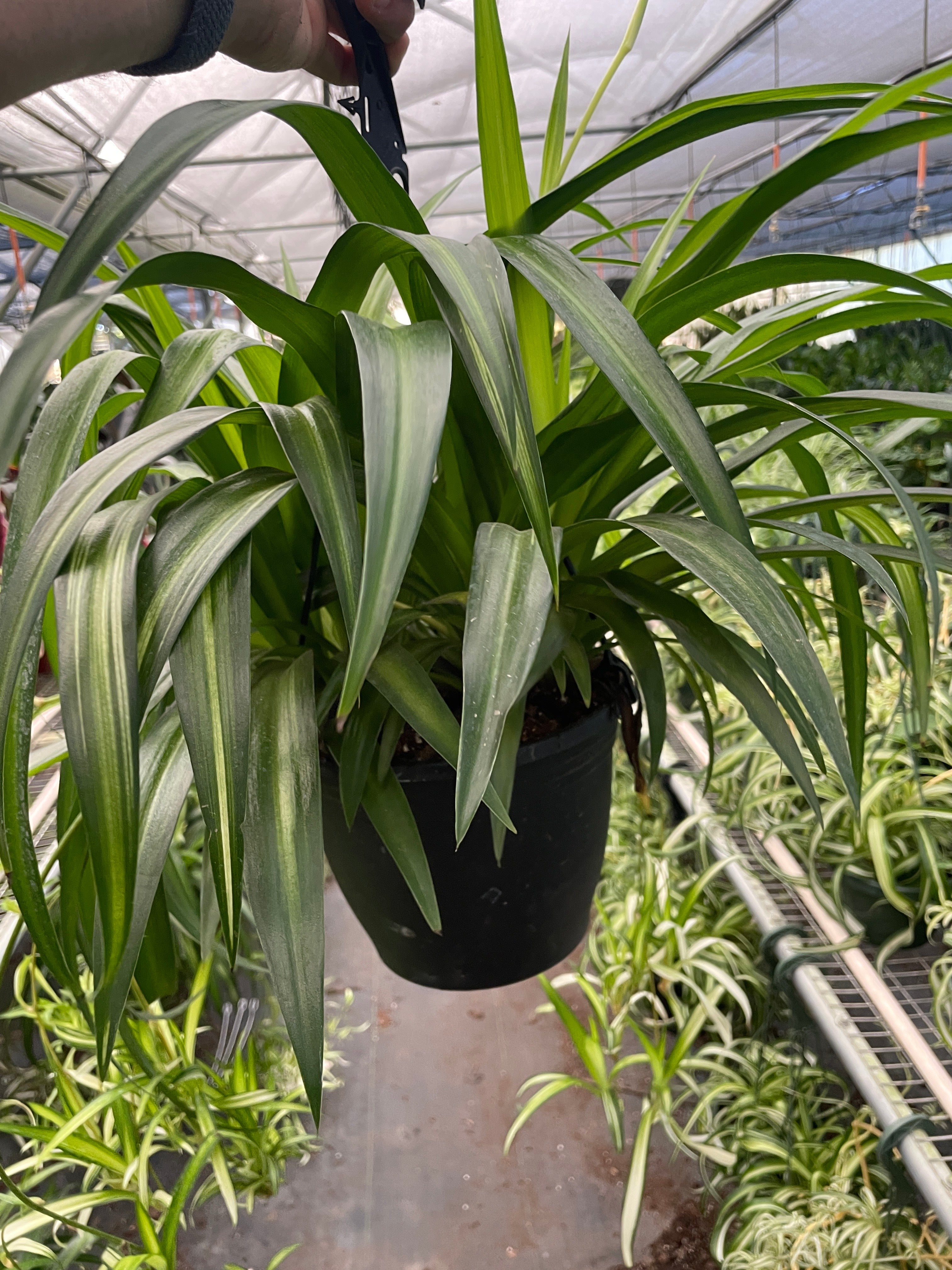Hawaiian Spider Plant