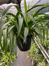 Hawaiian Spider Plant
