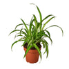 Hawaiian Spider Plant