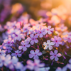 Creeping Phlox Flower 200 Seeds – Mixed Colors Ground Cover | Perennial Phlox Subulata for Rock Gardens, Borders & Slopes