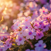 Creeping Phlox Flower 200 Seeds – Mixed Colors Ground Cover | Perennial Phlox Subulata for Rock Gardens, Borders & Slopes