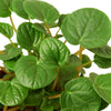 Rana Verde Peperomia