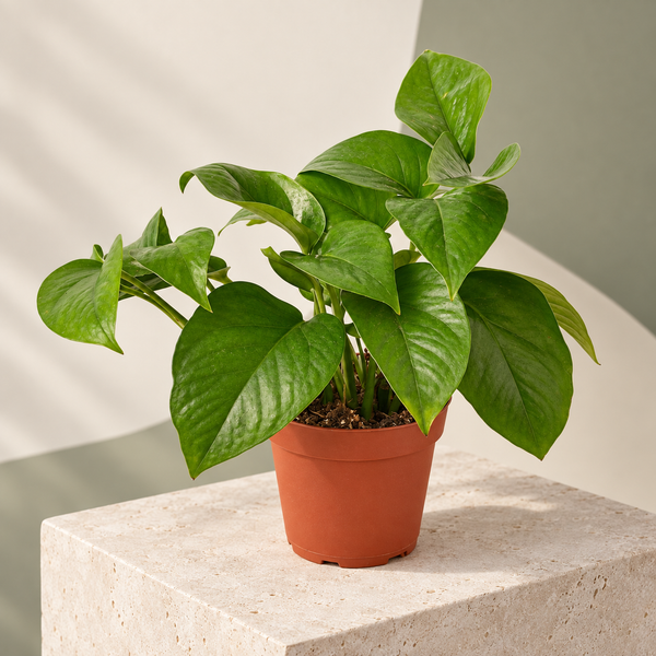 Green Queen Pothos in a nursery pot — representative generated image