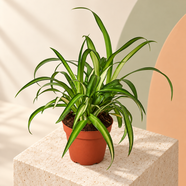 Four-inch Hawaiian Spider Plant in a nursery pot — representative generated image